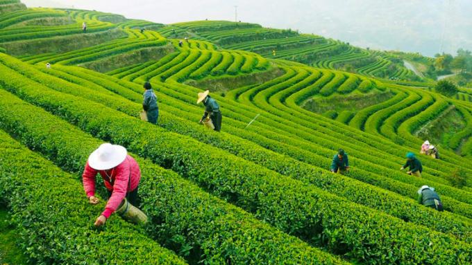 Cacerola larga orgánica del té verde de Jing del té verde de la forma curvada - freír el proceso